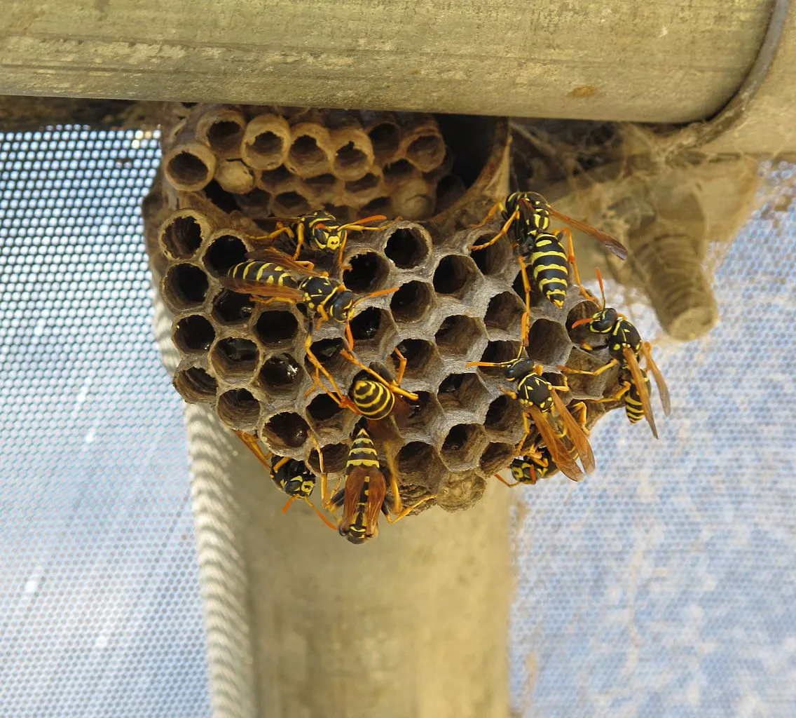 Wasp & Bee Control